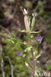 Venus s-looking-glass (Legousia hybrida)