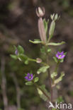 Venus s-looking-glass (Legousia hybrida)