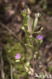 Venus s-looking-glass (Legousia hybrida)