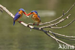 Kleine Gekuifde IJsvogel