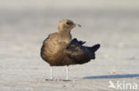 Parasitic Jaeger (Stercorarius parasiticus)