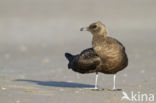 Parasitic Jaeger (Stercorarius parasiticus)