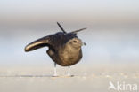 Parasitic Jaeger (Stercorarius parasiticus)