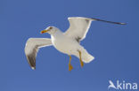 Kleine Mantelmeeuw (Larus fuscus)