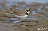 Kleine Plevier (Charadrius dubius)