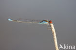 Small Red-eyed damselfly (Erythromma viridulum)