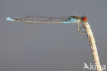 Small Red-eyed damselfly (Erythromma viridulum)
