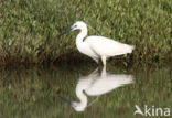 Kleine Zilverreiger (Egretta garzetta) 