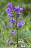 Clustered Bellflower (Campanula glomerata)