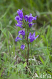 Clustered Bellflower (Campanula glomerata)