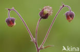 Knikkend nagelkruid (Geum rivale) 