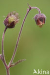 Knikkend nagelkruid (Geum rivale) 