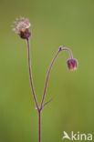 Knikkend nagelkruid (Geum rivale) 