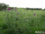 Knikkende distel (Carduus nutans)