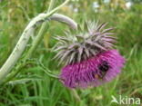 Knikkende distel (Carduus nutans)