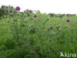 Knikkende distel (Carduus nutans)