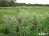 Knikkende distel (Carduus nutans)