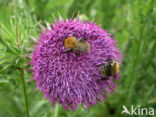 Knikkende distel (Carduus nutans)