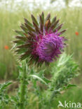 Knikkende distel (Carduus nutans)