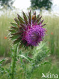 Knikkende distel (Carduus nutans)