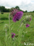 Knikkende distel (Carduus nutans)