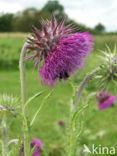 Knikkende distel (Carduus nutans)