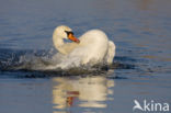 Knobbelzwaan (Cygnus olor)