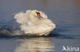 Knobbelzwaan (Cygnus olor)