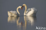 Knobbelzwaan (Cygnus olor)