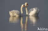 Knobbelzwaan (Cygnus olor)