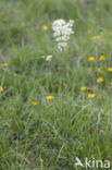 Dropwort (Filipendula vulgaris)