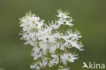 Dropwort (Filipendula vulgaris)