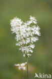 Dropwort (Filipendula vulgaris)