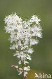Knolspirea (Filipendula vulgaris) 