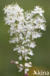 Knolspirea (Filipendula vulgaris) 