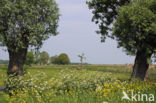 Knotwilg (Salix alba)