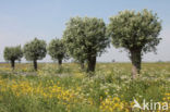 Knotwilg (Salix alba)