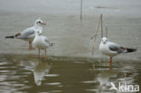 Black-headed Gull (Larus ridibundus)