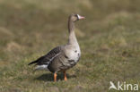 White-fronted goose (Anser albifrons)