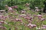 Hemp-agrimony (Eupatorium cannabinum)