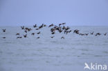 King Eider (Somateria spectabilis)