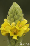 Koningskaars (Verbascum thapsus)