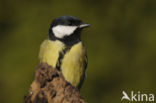 Great Tit (Parus major)