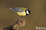 Great Tit (Parus major)