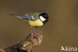 Great Tit (Parus major)