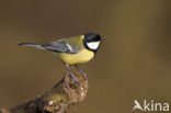 Great Tit (Parus major)
