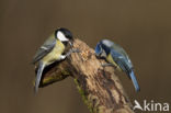 Koolmees (Parus major)