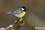Great Tit (Parus major)