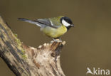 Great Tit (Parus major)