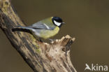 Great Tit (Parus major)